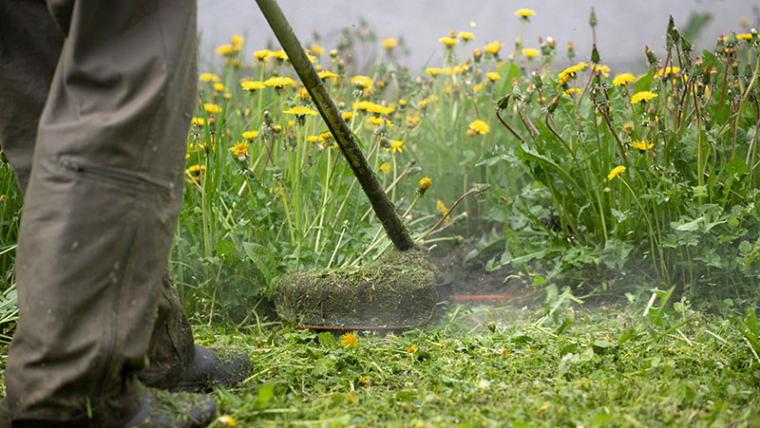 Taming Wild Yards: How To Restore Overgrown Lawns