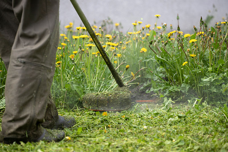 Taming Wild Yards: How To Restore Overgrown Lawns